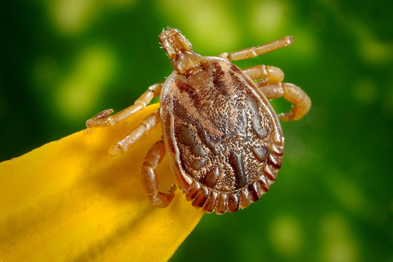 An image of a tick sitting on a yellow leaf